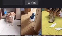 快猫抖阴：揭秘这个词背后的真实含义与使用场景