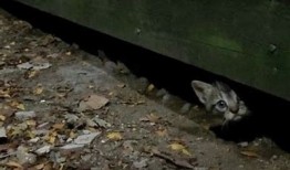 探秘抖音快猫：最新短视频平台的崛起与方向研究