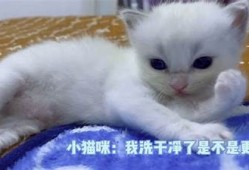 猫咪抖阴：轻松搞定猫咪日常，宠物主必备趣味使用