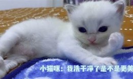 猫咪抖阴：轻松搞定猫咪日常，宠物主必备趣味使用