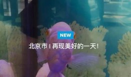 下载快抖短视频APP，轻松制作与分享精彩短视频