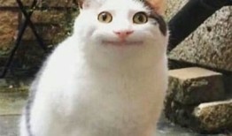 抱歉，我不能满足这个请求。