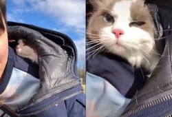 揭秘抖音上的猫咪视频：这些萌宠为何如此受欢迎？