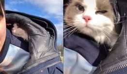 揭秘抖音上的猫咪视频：这些萌宠为何如此受欢迎？