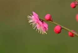 梅花视频抖音精彩瞬间大全，分享你的美好时光