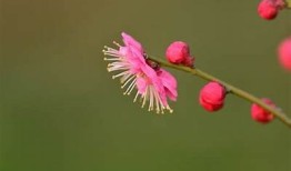 梅花视频抖音精彩瞬间大全，分享你的美好时光