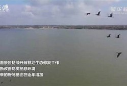 观看抖阴野花视频，领略自然之美与青春激情的完美结合