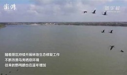 观看抖阴野花视频，领略自然之美与青春激情的完美结合