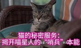 快猫短视频揭秘：如何安全使用抖阴平台？