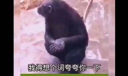 抖音内容丰富：高清视频、搞笑片段与精彩特效解析