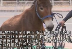 揭秘AV短视频抖阴情况：背后的心理与市场研究