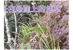 兰花草抖阴视频：探索自然之美与惊艳瞬间