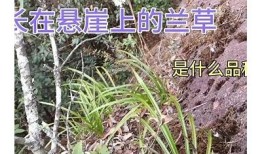 兰花草抖阴视频：探索自然之美与惊艳瞬间