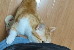 猫咪快胡抖阴，如何让你的猫变得活泼可爱？