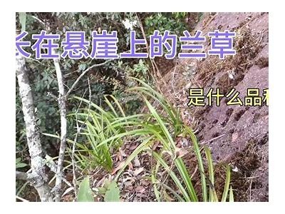 兰花草抖阴视频：探索自然之美与惊艳瞬间