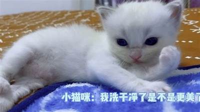 猫咪抖阴：轻松搞定猫咪日常，宠物主必备趣味实践