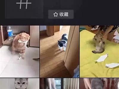 快猫抖阴：揭秘这个词背后的真实含义与使用场景