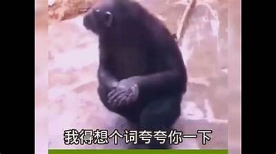抖音内容丰富：高清视频、搞笑片段与精彩特效解析