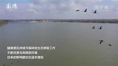 观看抖阴野花视频，领略自然之美与青春激情的完美结合