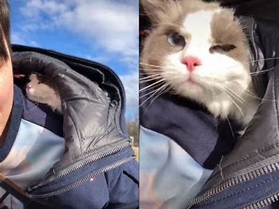 揭秘抖音上的猫咪视频：这些萌宠为何如此受欢迎？