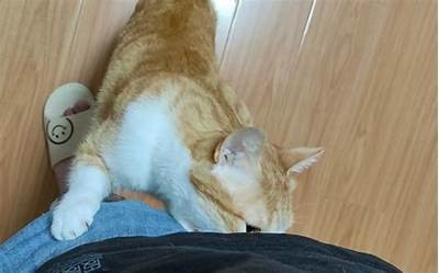 猫咪快胡抖阴，如何让你的猫变得活泼可爱？