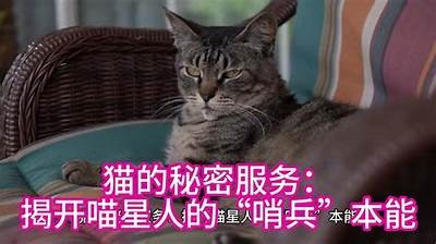 快猫短视频揭秘：如何安全使用抖阴平台？